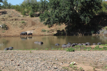Flußpferd im Mphongolo River / Hippopotamus in Mphongolo River/ Hippopotamus amphibius.