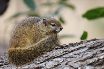 Ockerfußbuschhörnchen / Tree squirrel / Paraxerus Cepapi