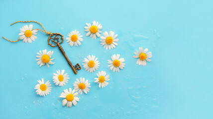 Vintage key, Chamomile flowers and water drops on blue background. Daisy pattern. spring and summer blossom season. modern minimal style. flat lay