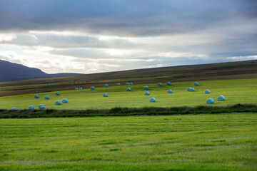Summertime view of Hay bales in white plastic film stacked on a huge field in farm at Iceland.