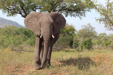 Afrikanischer Elefant / African elephant / Loxodonta africana