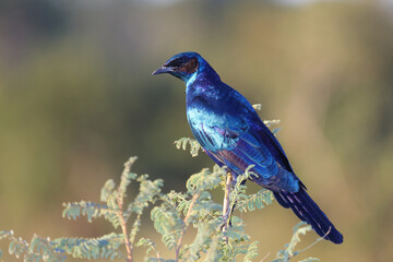 Riesenglanzstar / Burchell's starling / Lamprotornis Australis