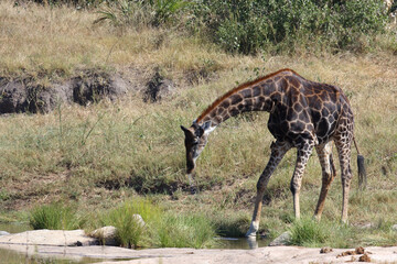 Giraffe / Giraffe / Giraffa camelopardalis