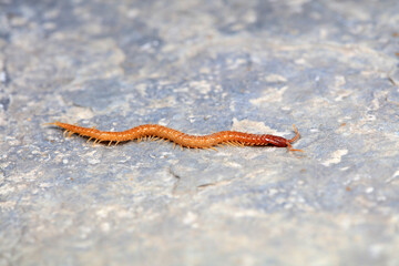 Centipedes crawling on rocks, North China