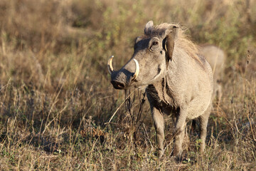 Warzenschwein und Rotschnabel-Madenhacker / Warthog and Red-billed oxpecker / Phacochoerus africanus et Buphagus erythrorhynchus