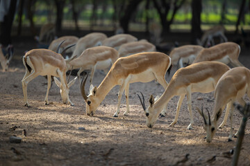 Herd of Sand Gazelles feeding in a wildlife conservation park in Abu Dhabi, United Arab Emirates