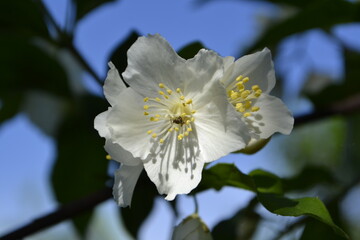 white flower of a tree