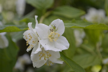 Obraz premium blooming tree