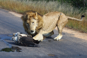 Afrikanischer Löwe und Weißrückengeier / African lion und White-backed vulture/ Panthera leo et Gyps africanus..