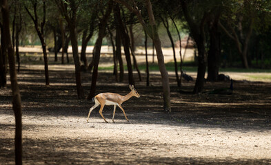 Fototapeta na wymiar Arabian Reem Gazelle in wildlife conservation park, Abu Dhabi, United Arab Emirates