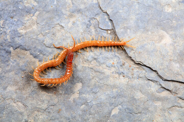 Centipedes crawling on rocks, North China