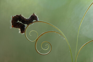 Unique Caterpillars on Nature Place