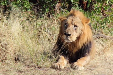 Afrikanischer Löwe / African lion / Panthera leo.