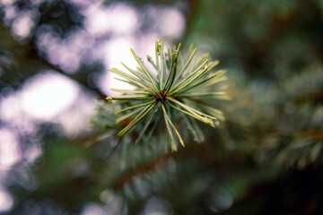 Coniferous pine tree branches texture. against the sky.