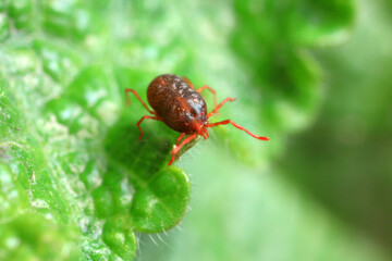 A tick mite in green leaves, North China