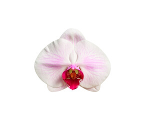 Naklejka na ściany i meble White phalaenopsis orchid head with pink and red striped close up isolated on background , clipping path