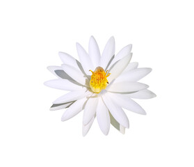 White lotus or water lily isolated on background , clipping path