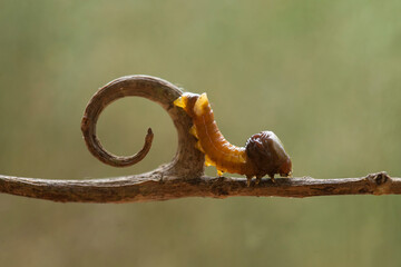 Unique Caterpillars on Nature Place