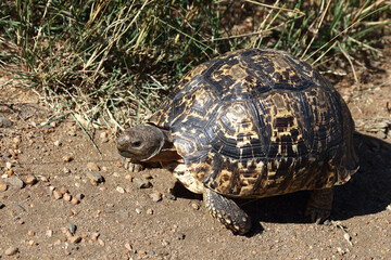 Leopardenschildkröte / Leopard tortoise / Geochelone pardalis