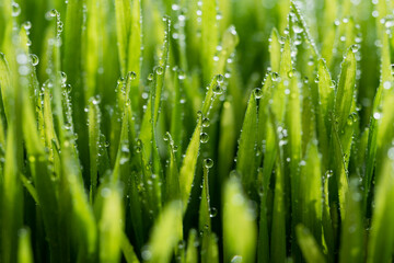 Fototapeta premium Wet spring green grass backround with dew lawn natural.