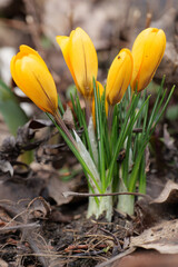 vertical shot close-up yellow crocus flowers in the spring garden