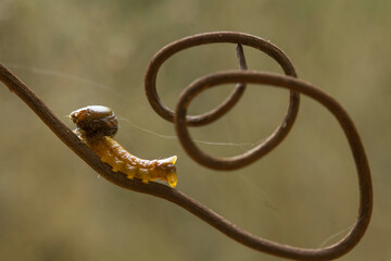 Unique Caterpillars on Nature Place