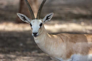 Close up of Sand Gazelle in wildlife conservation park, Abu Dhabi, United Arab Emirates