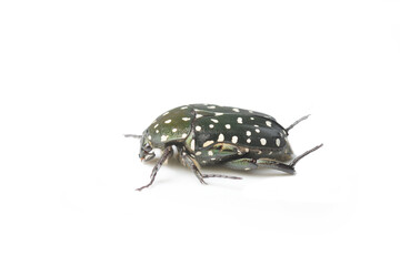 Flower Beetle on White Background in Thailand and Southeast Asia.