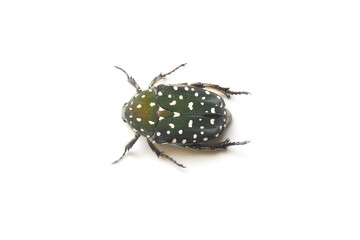 Flower Beetle on White Background in Thailand and Southeast Asia.