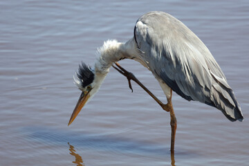 Afrikanischer Graureiher / Grey heron / Ardea cinerea