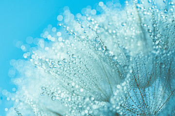 Abstract dandelion flower seeds with water drops background