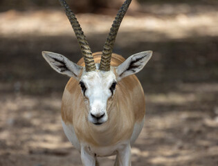 Close up of Sand Gazelle in wildlife conservation park, Abu Dhabi, United Arab Emirates