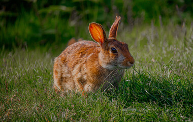 rabbit in the grass