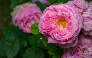 pink rose, close-up. there are raindrops.