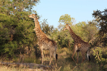 Fototapeta premium Giraffe / Giraffe / Giraffa camelopardalis