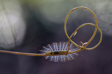 Unique Caterpillars on Nature Place