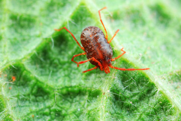 A tick mite in green leaves, North China