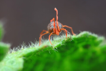 A tick mite in green leaves, North China