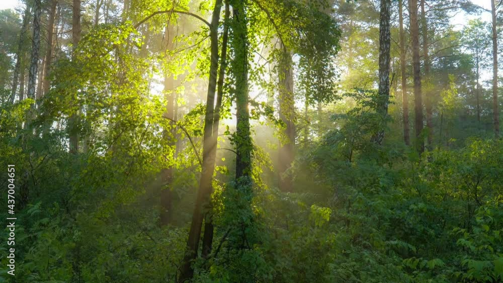 Aufkleber Sun shines from behind tree trunk forming rays of light in light haze. Camera rises from grass up the tree trunk. Morning summer foggy forest nature. HDR, 4K