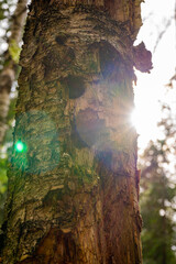 The trunk of an old birch tree with its bark stripped off and many holes in the sun. Tree disease....