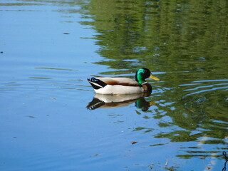 mallard duck drake swimming on lake surface with reflection in spring 