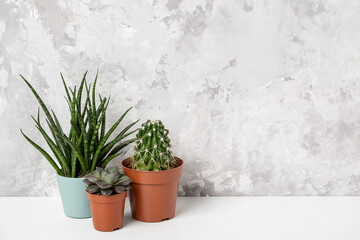 Home plants. Succulents and cactus in brown pots on table against stone wall . Close-up, Front view
