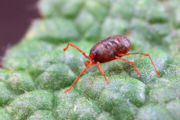 A tick mite in green leaves, North China