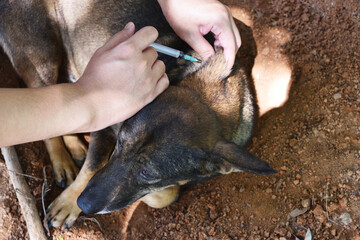 The dog was vaccinated by a syringe inserted under the skin, Rabies vaccination to pets