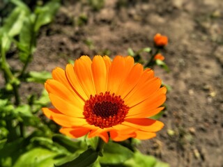 Calendula officinalis, the pot marigold, ruddles, common marigold or Scotch marigold. Floral desktop background