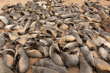 Manada de focas en la playa en Cappe Cross, Namibia.