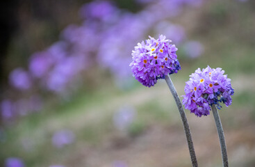 Primula flower blooming in Bhutan