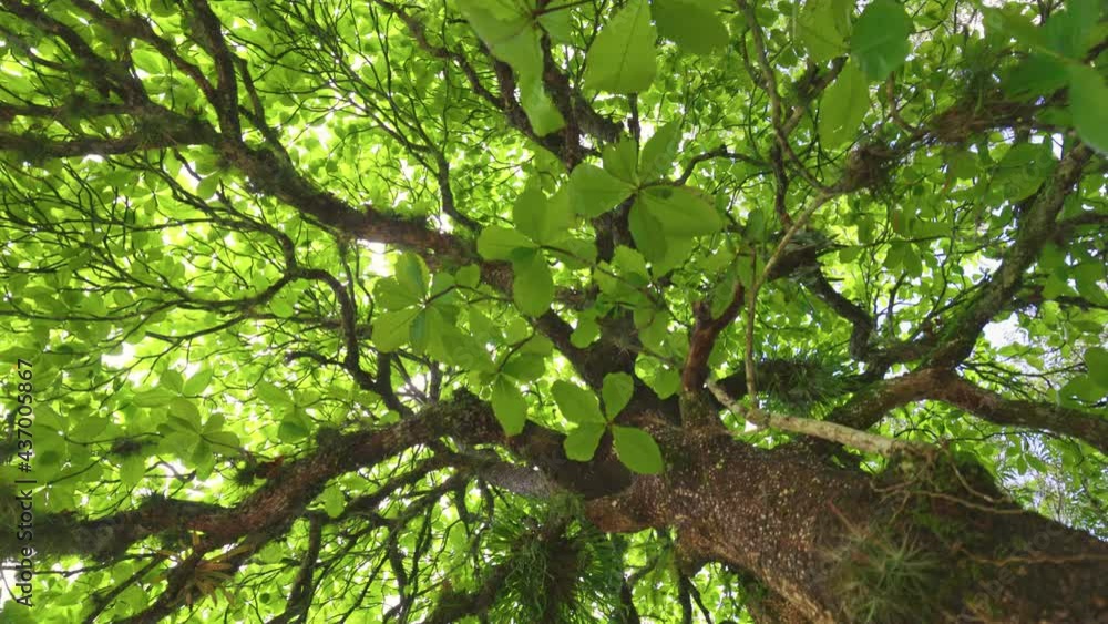 Aufkleber bottom up view green tree in mexican rainforest. camera moves along the trunk of tropical tree in ju