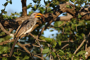Südlicher Gelbschnabeltoko / Southern yellow-billed hornbill / Tockus leucomelas