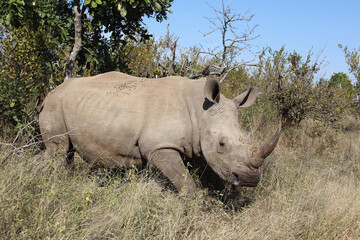 Obraz premium Breitmaulnashorn / Square-lipped rhinoceros / Ceratotherium Simum